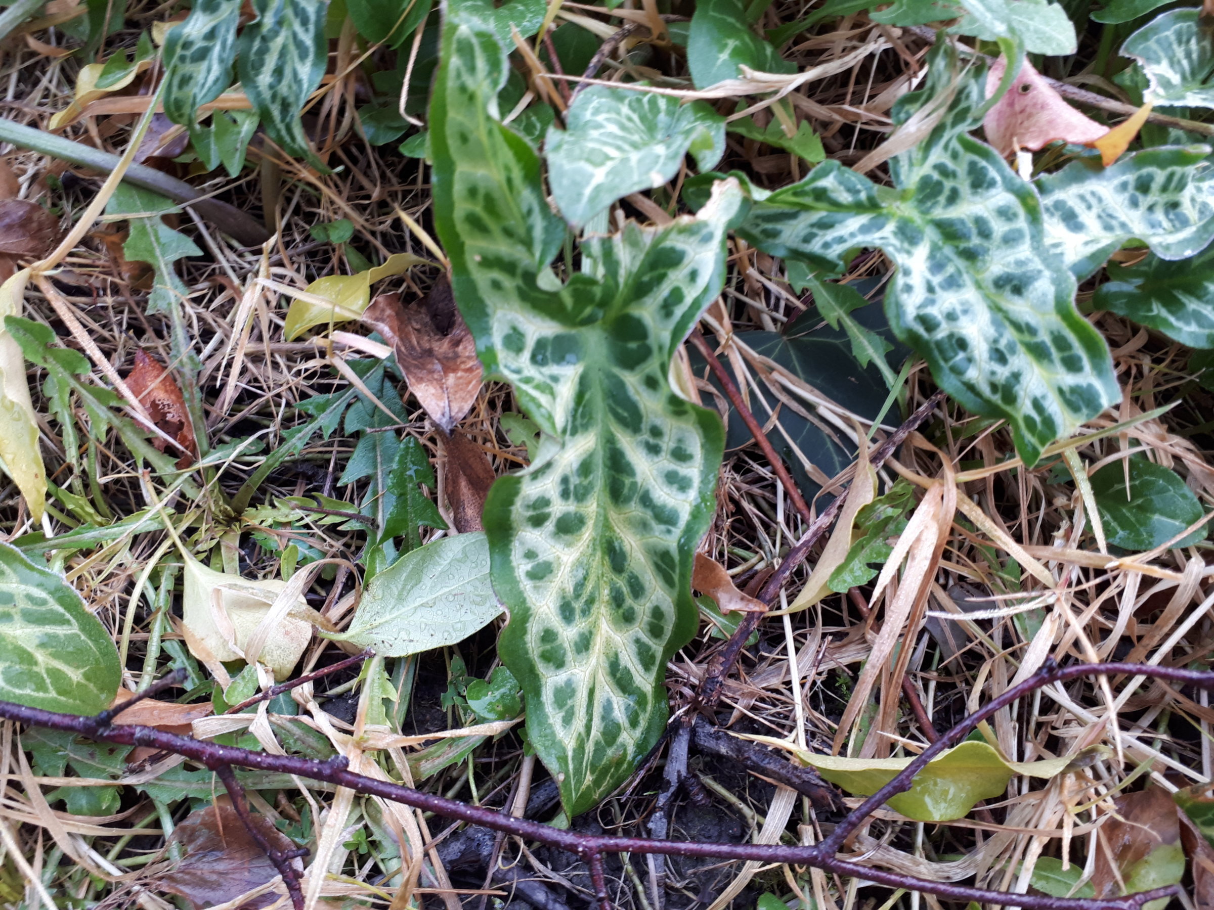 Things growing in my garden #1