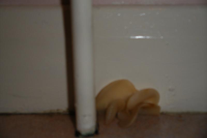 Toilet Fungus 1
