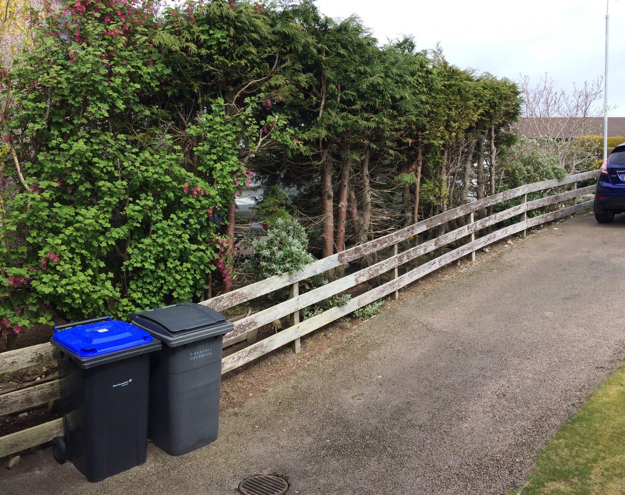 Tree up side of driveway