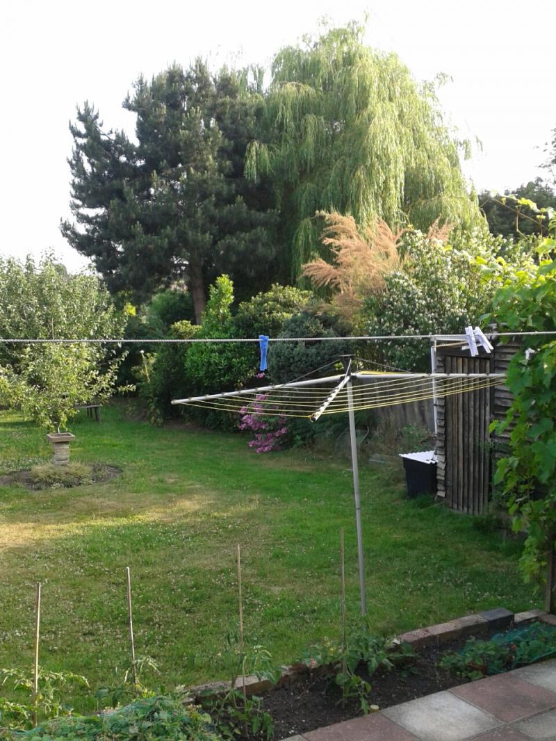 Trees in neighbouring garden