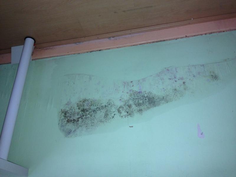 Removing mould from wallpaper | DIYnot Forums