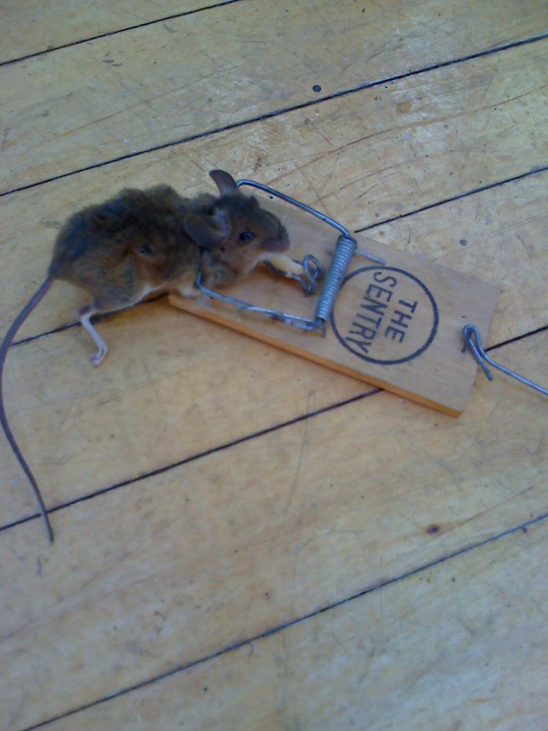 I've got a mouse in my bedroom please help! Page 2 DIYnot Forums