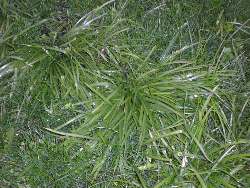 Is my grass dead?? Pictures now work DIYnot Forums