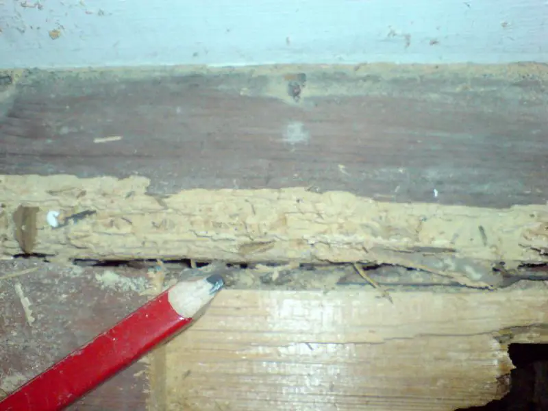 wood worm damage