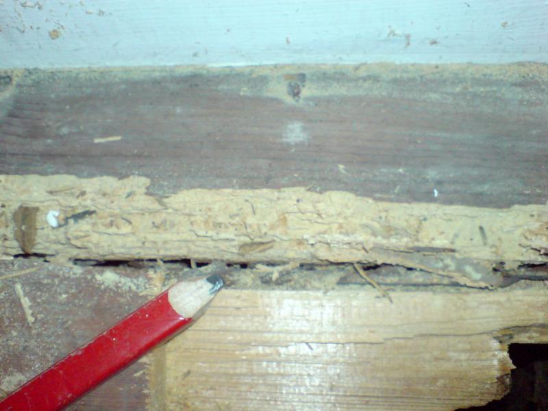 wood worm damage