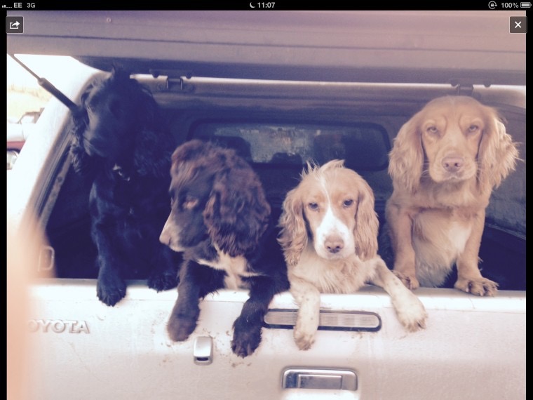 Working-bred-sprockers-570b9750bbec8